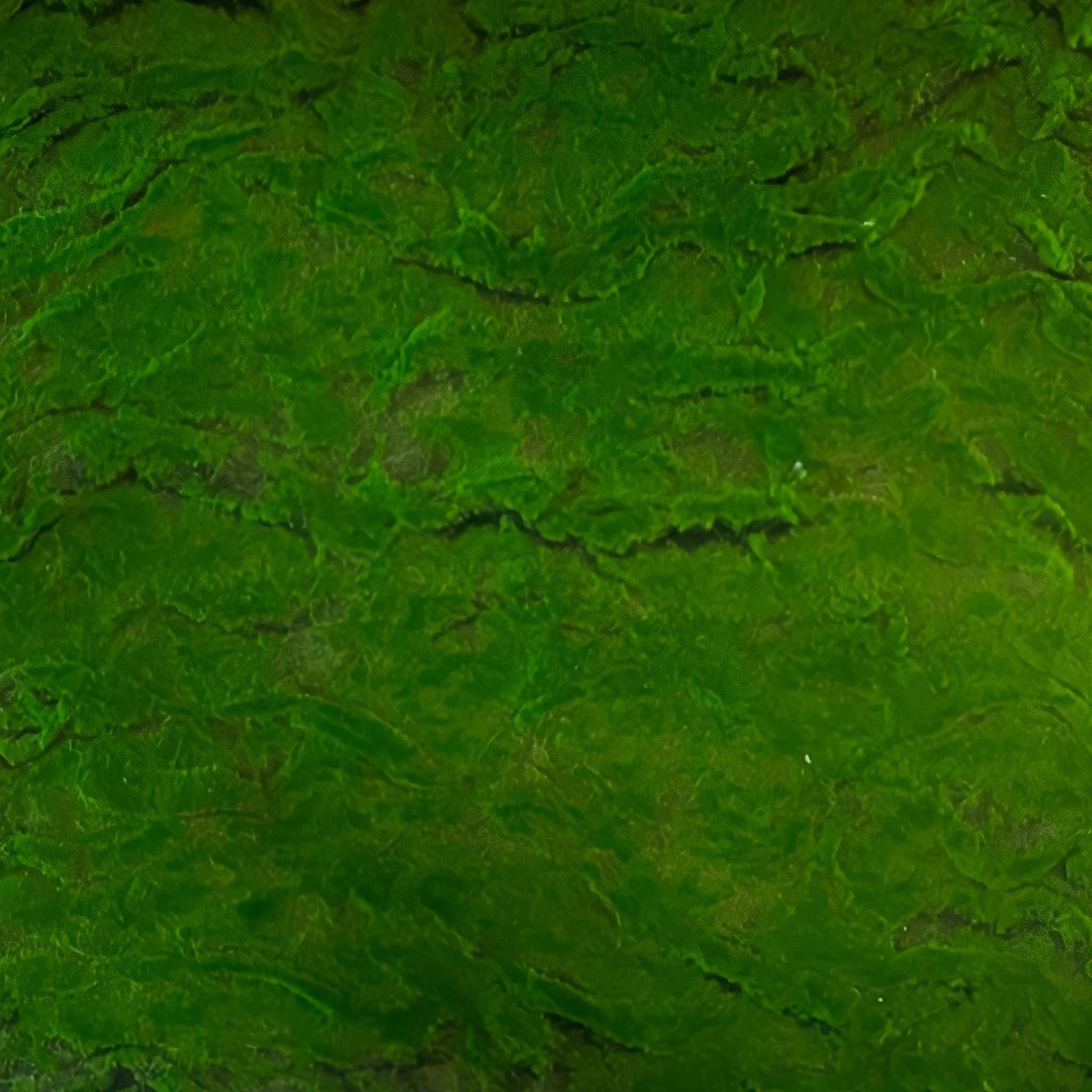 Mooswand - Forest